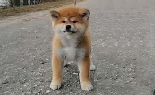 Honey štěně