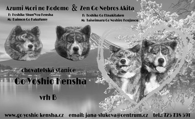 Štěňátko - vrh B